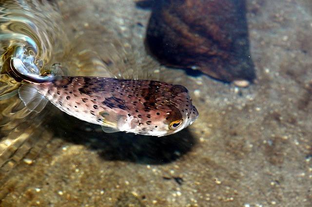 Ryba fugu